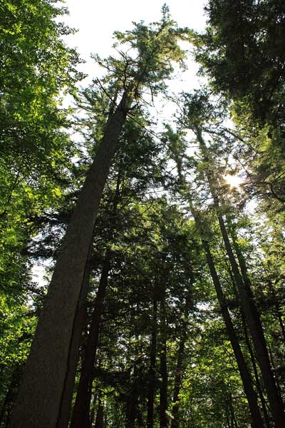 looking up at old growth pines